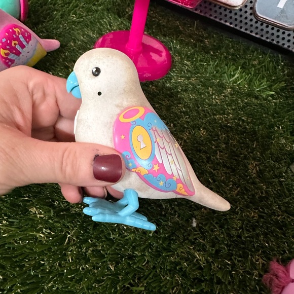 Three live pet birds 🐦 - Picture 5 of 12